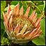Plant at Tresco