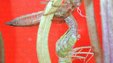 Dragonfly larvae...