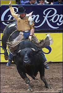 Australské rodeo