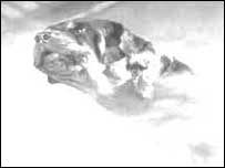 Ghostly hound