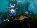 Weedy sea dragon off Tasmania