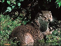Otter, Wombourne