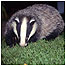 Woodlands (Image: Badger)
