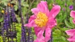 Display garden close-up