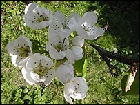 blossom203.jpg