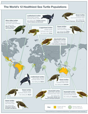 marine turtles, credit: conservation international