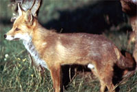 Llwynog