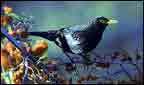 Blackbird