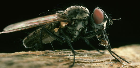 Cabbage root fly
