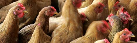 Chickens