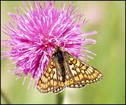 marsh fritillary