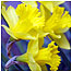 Moors (Image: Daffodils)