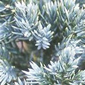 uniperus ‘Blue Star’