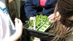 Seedlings