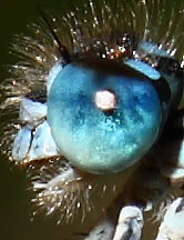 Eye 2
