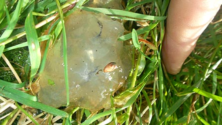 star_slime.jpg