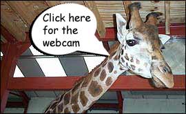 Giraffe house