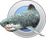 Megalodon