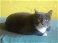 A cat