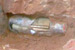 Time Capsule