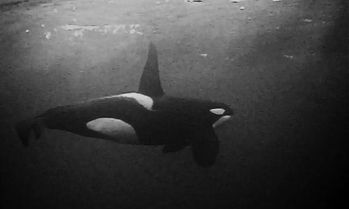 killer-whale.jpg