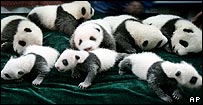 panda.jpg