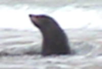 sea lion