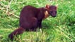 Pine Martin