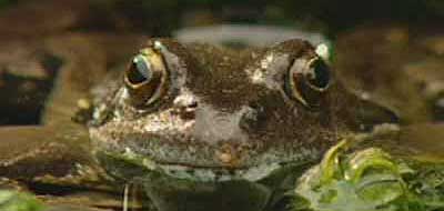 common frog