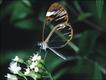'Butterflies - Messages from Psyche', Philip Howse, Papadakis Publisher, London © Stratford-upon-Avon Butterfly Farm Ltd
