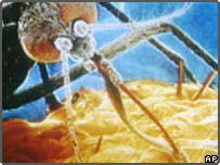 Mosquito