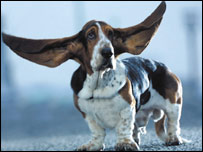 Big eared dog