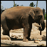 Elefante