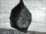 A horseshoe bat at Trelowarren