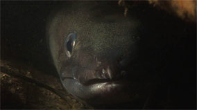 a conger eel
