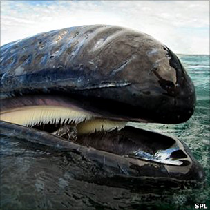 Gray whale