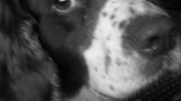 balck/white photo...