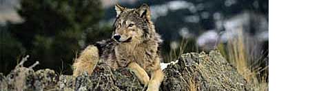 horrors_wolf.jpg