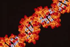 DNA Double Helix