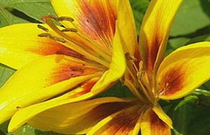Asiatic lily