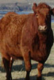 bò
