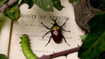Crawling beetle