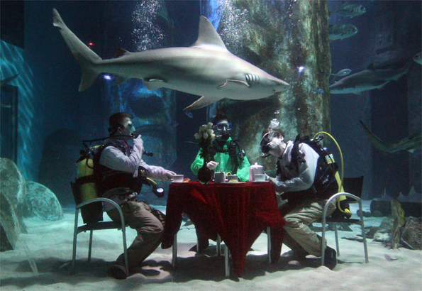 Shark tank