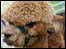 Animals at Cumberland Show