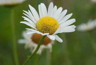 Sunset daisy