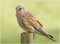 Kestrel by Claire Wood