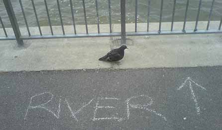 River Dunce