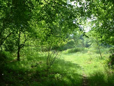 The Glade