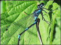 variable deamselfly