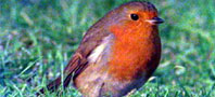 Robin